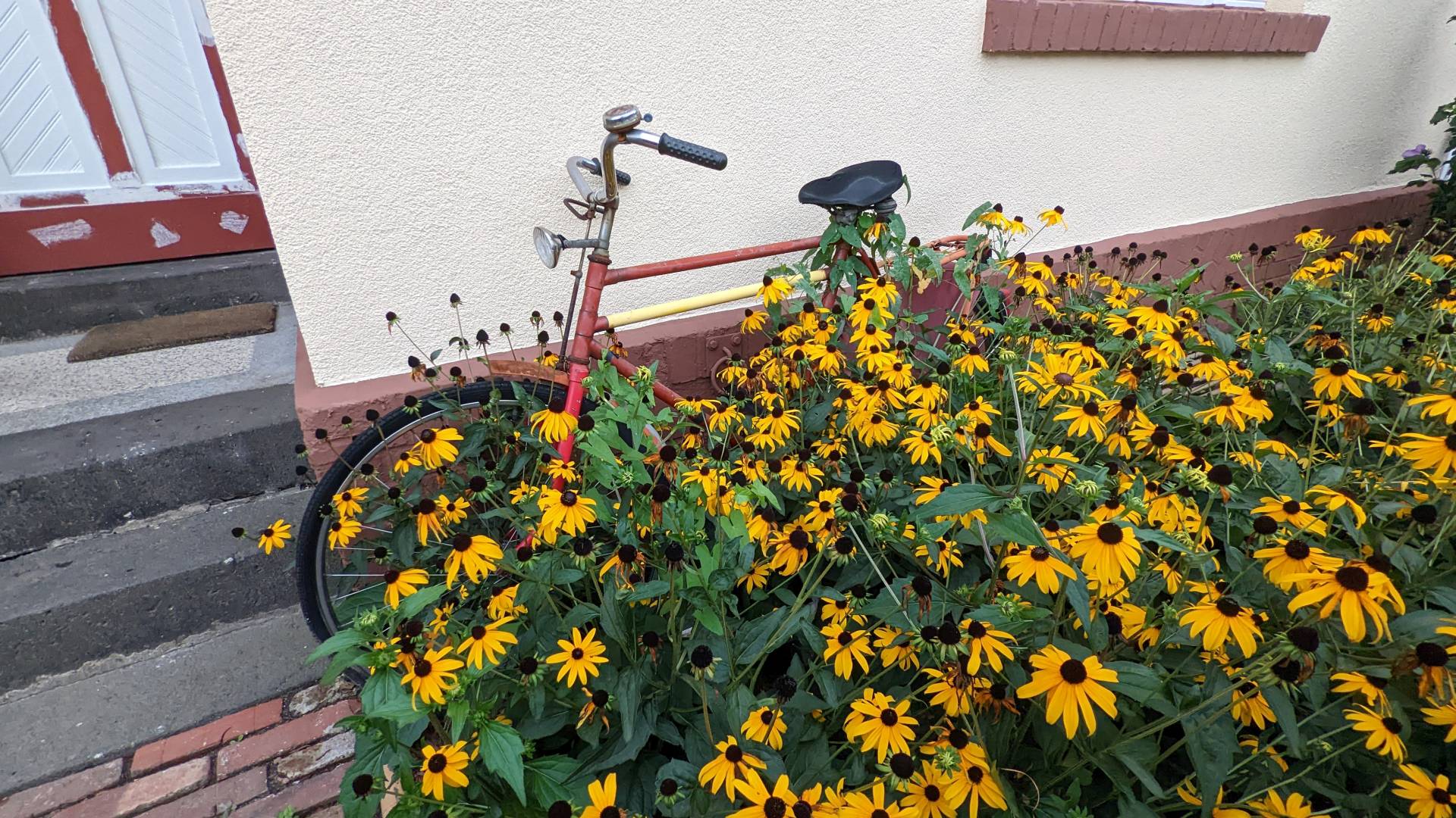 Ein altes, rotes Fahrrad steht an einer Hauswand gelehnt. Es wird überwiegend verdeckt von Blumen und Blumengrün. Man sieht schon leichten rost und abblätternde, rote Farbe.